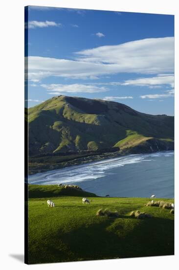 Sheep grazing near Allans Beach, Dunedin, Otago, New Zealand.-David Wall-Stretched Canvas