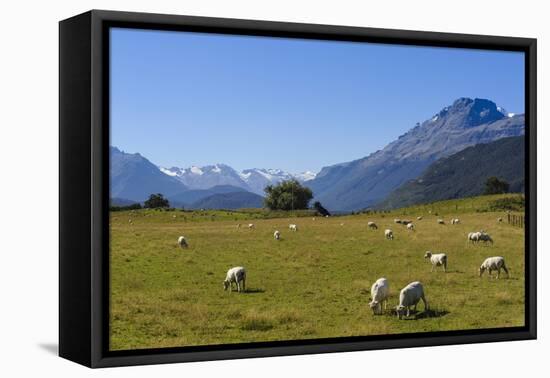 Sheep Grazing on a Green Field-Michael-Framed Stretched Canvas