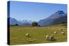 Sheep Grazing on a Green Field-Michael-Stretched Canvas