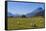 Sheep Grazing on a Green Field-Michael-Framed Stretched Canvas