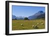 Sheep Grazing on a Green Field-Michael-Framed Photographic Print