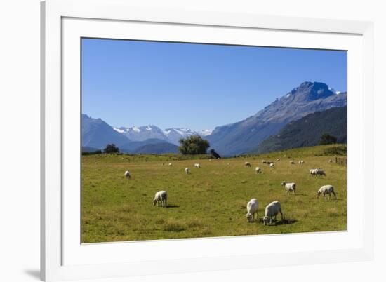 Sheep Grazing on a Green Field-Michael-Framed Photographic Print