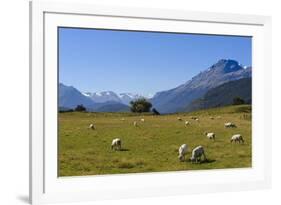 Sheep Grazing on a Green Field-Michael-Framed Photographic Print