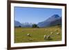 Sheep Grazing on a Green Field-Michael-Framed Photographic Print