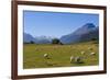 Sheep Grazing on a Green Field-Michael-Framed Photographic Print