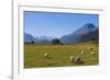 Sheep Grazing on a Green Field-Michael-Framed Photographic Print