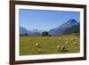 Sheep Grazing on a Green Field-Michael-Framed Photographic Print