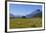 Sheep Grazing on a Green Field-Michael-Framed Photographic Print