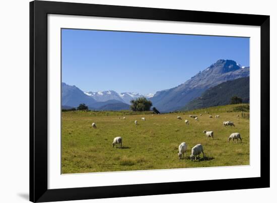 Sheep Grazing on a Green Field-Michael-Framed Photographic Print