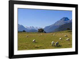 Sheep Grazing on a Green Field-Michael-Framed Photographic Print