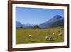 Sheep Grazing on a Green Field-Michael-Framed Photographic Print