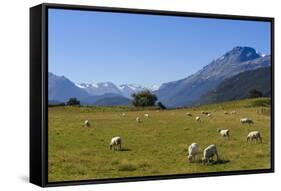 Sheep Grazing on a Green Field-Michael-Framed Stretched Canvas