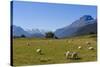 Sheep Grazing on a Green Field-Michael-Stretched Canvas