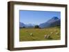 Sheep Grazing on a Green Field-Michael-Framed Photographic Print