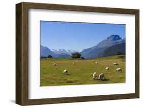 Sheep Grazing on a Green Field-Michael-Framed Photographic Print