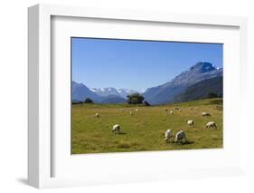 Sheep Grazing on a Green Field-Michael-Framed Photographic Print