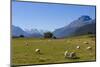 Sheep Grazing on a Green Field-Michael-Mounted Photographic Print