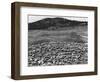 Sheep Grazing on Canadian Plain-null-Framed Photographic Print