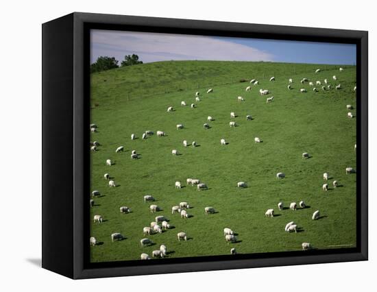 Sheep Grazing on Downs Near Geraldine at the South Western End of the Canterbury Plains-Robert Francis-Framed Stretched Canvas