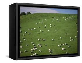 Sheep Grazing on Downs Near Geraldine at the South Western End of the Canterbury Plains-Robert Francis-Framed Stretched Canvas