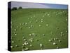 Sheep Grazing on Downs Near Geraldine at the South Western End of the Canterbury Plains-Robert Francis-Stretched Canvas
