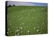 Sheep Grazing on Downs Near Geraldine at the South Western End of the Canterbury Plains-Robert Francis-Stretched Canvas