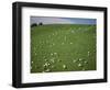 Sheep Grazing on Downs Near Geraldine at the South Western End of the Canterbury Plains-Robert Francis-Framed Photographic Print