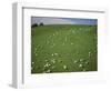 Sheep Grazing on Downs Near Geraldine at the South Western End of the Canterbury Plains-Robert Francis-Framed Photographic Print