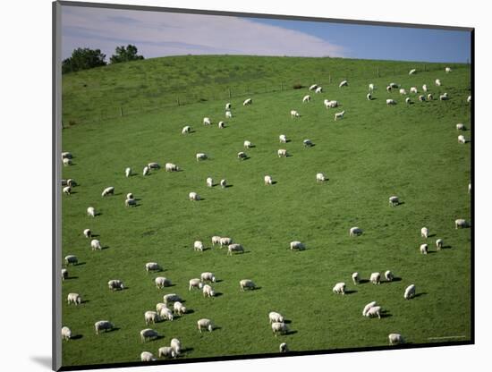Sheep Grazing on Downs Near Geraldine at the South Western End of the Canterbury Plains-Robert Francis-Mounted Photographic Print