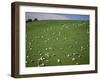Sheep Grazing on Downs Near Geraldine at the South Western End of the Canterbury Plains-Robert Francis-Framed Photographic Print