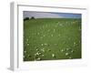 Sheep Grazing on Downs Near Geraldine at the South Western End of the Canterbury Plains-Robert Francis-Framed Photographic Print