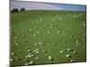 Sheep Grazing on Downs Near Geraldine at the South Western End of the Canterbury Plains-Robert Francis-Mounted Photographic Print