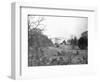 Sheep Grazing on White House Lawn-null-Framed Photographic Print