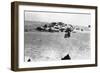 Sheep Grazing Outside Samarra, Mesopotamia, 1918-null-Framed Giclee Print