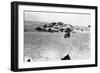 Sheep Grazing Outside Samarra, Mesopotamia, 1918-null-Framed Giclee Print