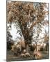 Sheep Grazing Under Apple Tree-Krista Mosakowski-Mounted Giclee Print