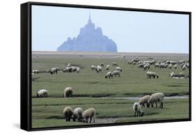 Sheep Grazing-David Nunuk-Framed Stretched Canvas