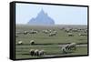 Sheep Grazing-David Nunuk-Framed Stretched Canvas