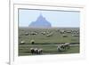 Sheep Grazing-David Nunuk-Framed Photographic Print