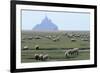 Sheep Grazing-David Nunuk-Framed Photographic Print