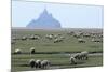 Sheep Grazing-David Nunuk-Mounted Photographic Print