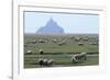 Sheep Grazing-David Nunuk-Framed Photographic Print