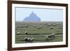 Sheep Grazing-David Nunuk-Framed Photographic Print