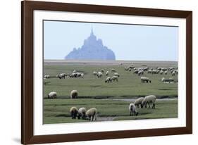 Sheep Grazing-David Nunuk-Framed Photographic Print