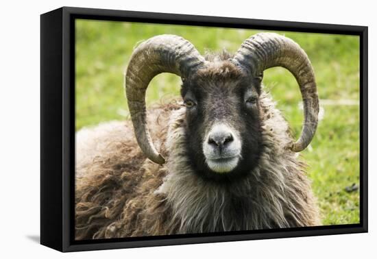 Sheep Head of North Ronaldsay Ram-null-Framed Stretched Canvas