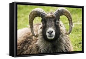 Sheep Head of North Ronaldsay Ram-null-Framed Stretched Canvas