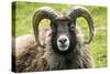 Sheep Head of North Ronaldsay Ram-null-Stretched Canvas
