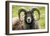 Sheep Head of North Ronaldsay Ram-null-Framed Photographic Print