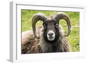 Sheep Head of North Ronaldsay Ram-null-Framed Photographic Print