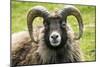 Sheep Head of North Ronaldsay Ram-null-Mounted Photographic Print